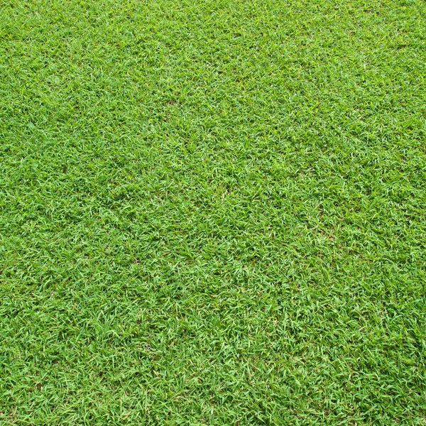 Rasen auf einem Platz — Stockfoto