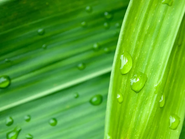 Queda de água nas folhas verdes — Fotografia de Stock