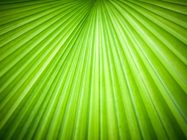 Abstract image of leaves — Stock Photo, Image