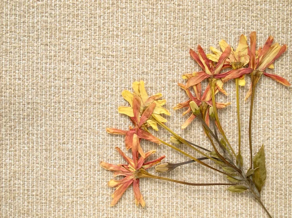 stock image Pressed dry flowers