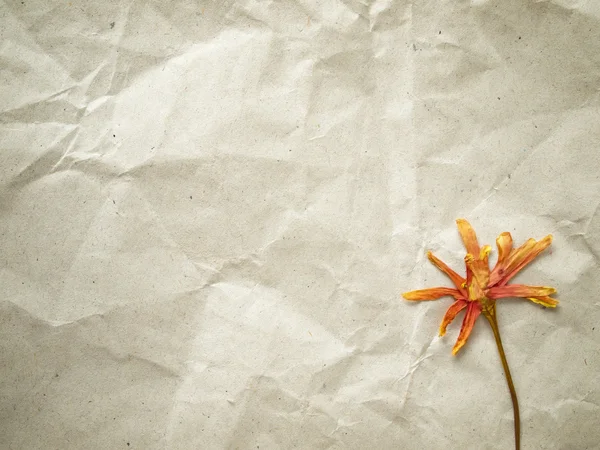 Сжатый сухой цветок — стоковое фото