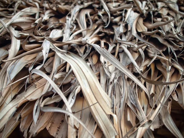 Абстрактные листья рамы — стоковое фото
