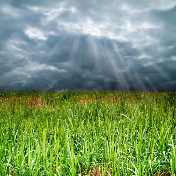 Os campos de grama sob um céu nublado — Fotografia de Stock