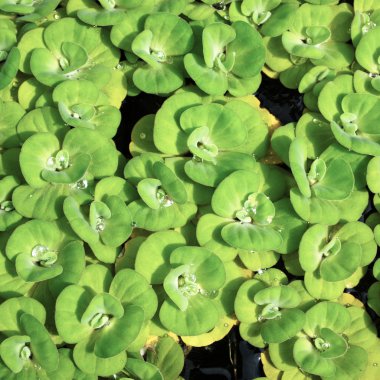 su damlası duckweed üzerinde