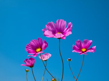 Pembe çiçek petal