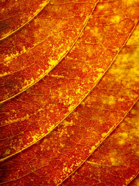 Stock image Texture from orange leave