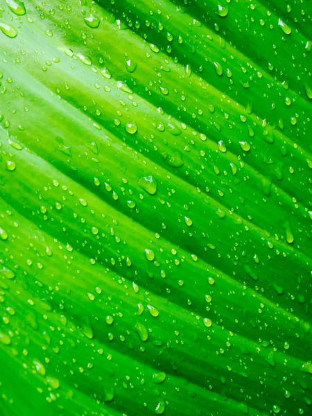 Water drop on Green leaf — Stock Photo, Image
