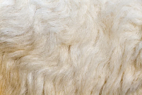 Texture of wool — Stock Photo, Image