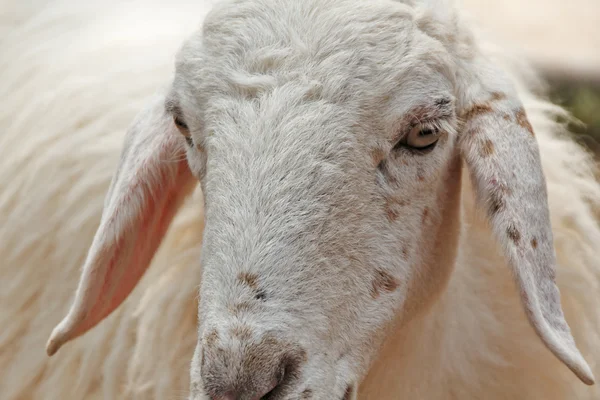 Goat face — Stock Photo, Image