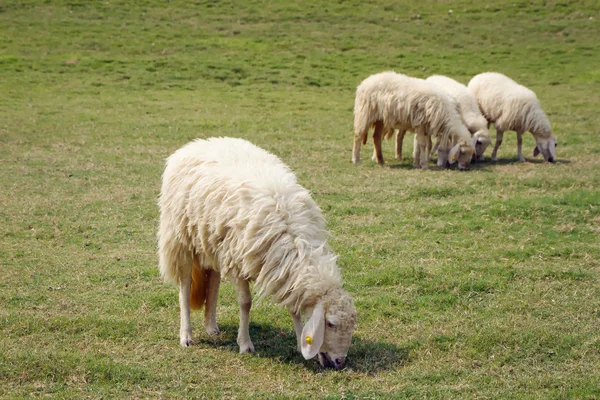 Four Sheep was eating on the lawn — Stock Photo, Image