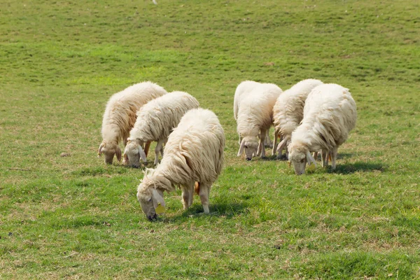 Six Sheep was eating on the lawn — Stock Photo, Image