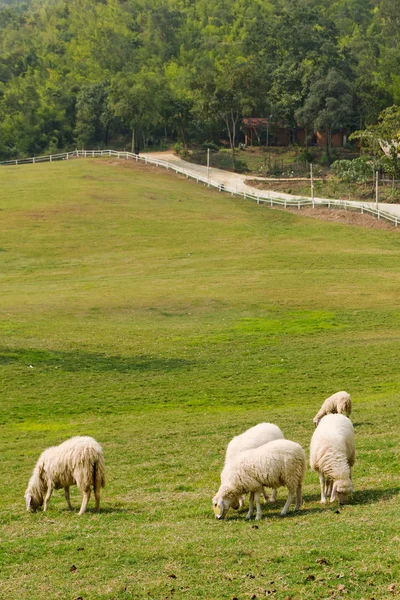 Stock image Five Sheep was eating on the lawn