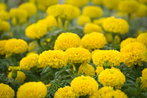 stock image Marigold