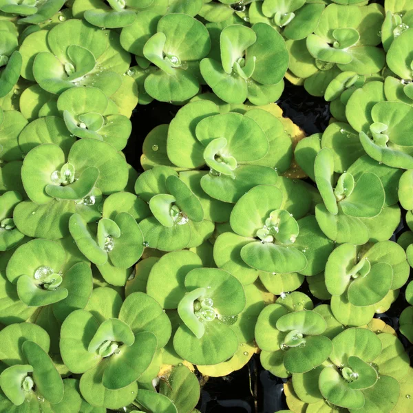 stock image Water drop on duckweed