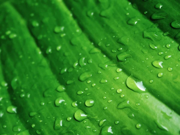 Σταγόνα νερού σε πράσινο φύλλο — Φωτογραφία Αρχείου