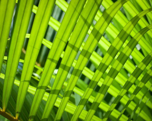 빛과 그림자 녹색 잎에 — 스톡 사진
