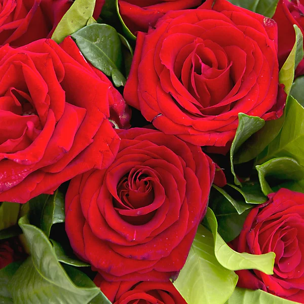 Czerwona róża na zielonym liściu — Zdjęcie stockowe