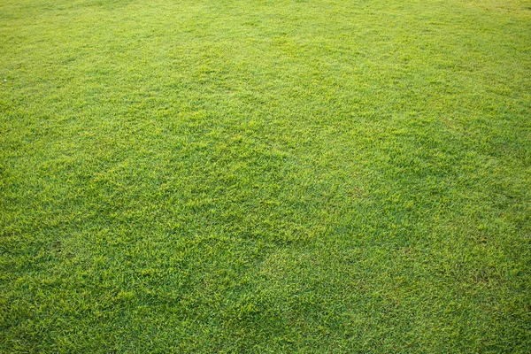 自然緑の草 — ストック写真