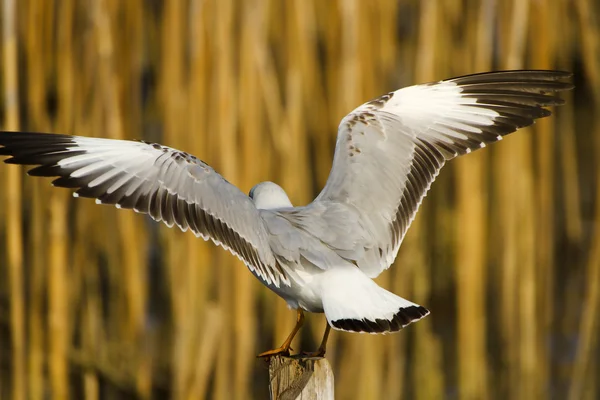 Seagull spreiden de vleugels — Stockfoto