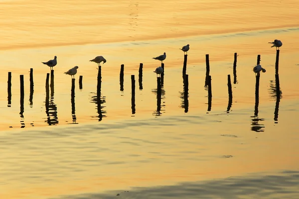 Силуэт чайки стоя — стоковое фото