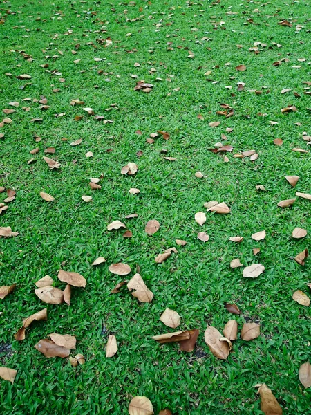 Fall leaves on green lawn — Stock Photo, Image