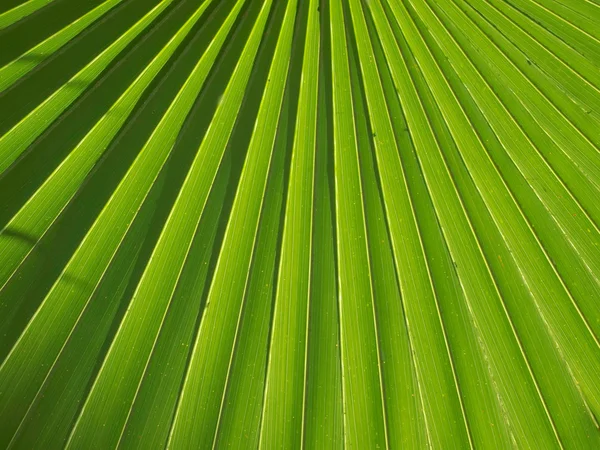 Liście palmowe — Zdjęcie stockowe