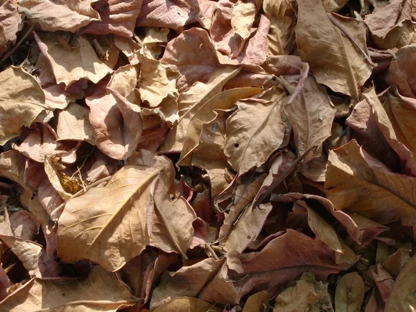 Folhas secas — Fotografia de Stock