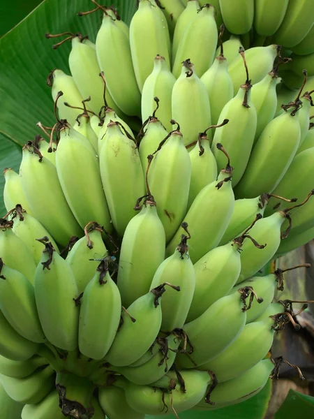 stock image Many green Banana