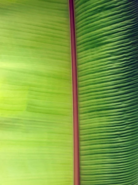 Foglia di banano verde — Foto Stock
