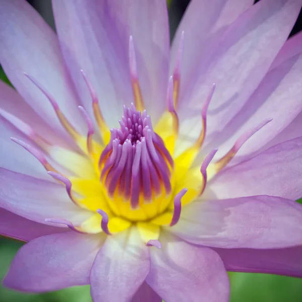 Blooming lotus — Stock Photo, Image