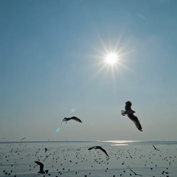 Чайка летит в небе — стоковое фото