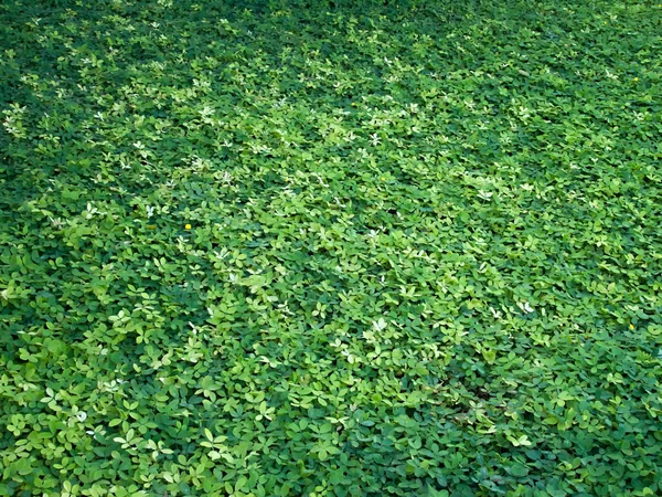 Stora gröna blad på marken — Stockfoto
