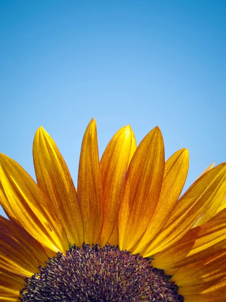 Słonecznik przodu zbliżenie — Zdjęcie stockowe