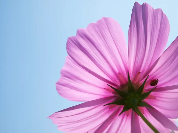 Espalda de pétalo de flor rosa —  Fotos de Stock