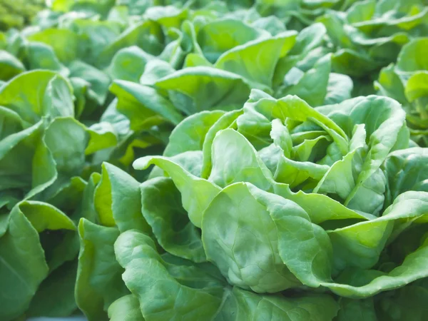 Butterkopf frisches Bio-Gemüse — Stockfoto