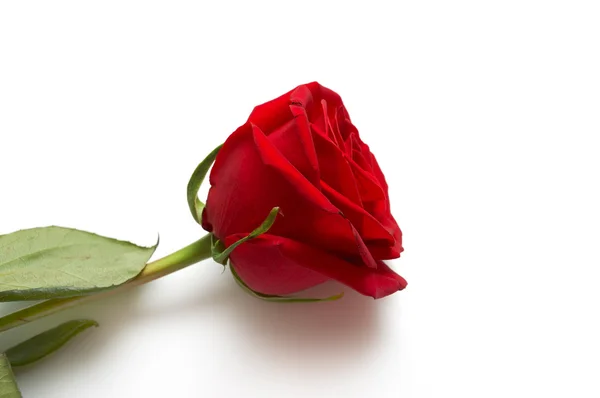 Rød rose på hvit bakgrunn – stockfoto