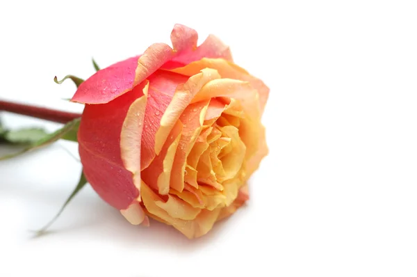 Nabídka růžovo žlutá růže s kapičky na bílém pozadí — Stock fotografie