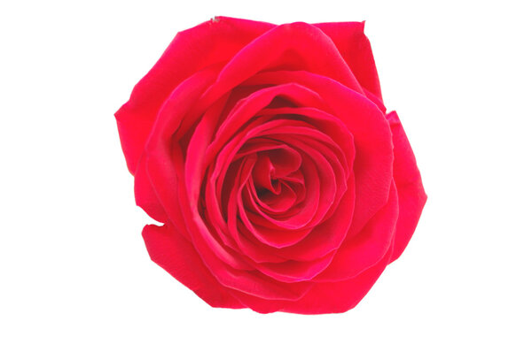One red rose isolated on white background