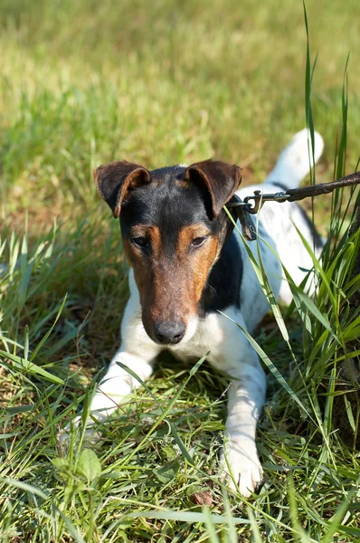 Fox Terrier (Smooth) — Stock Photo, Image