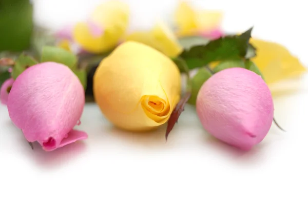 Rose arboree: rosa e giallo — Foto Stock