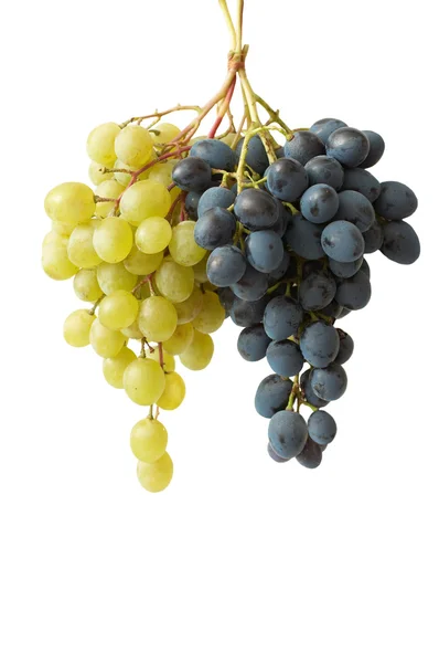 Two branches of white and blue grapes isolated on white — Stock Photo, Image