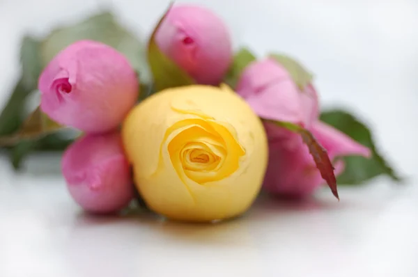 Ramo de rosas rosadas con rosa amarilla en foco —  Fotos de Stock