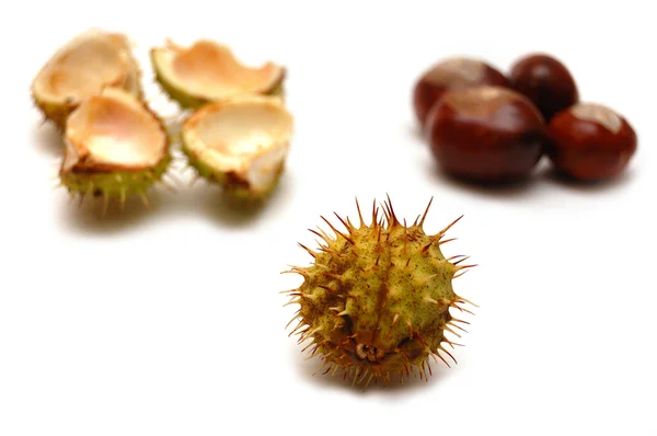 Chestnuts isolated on a white background — Stock Photo, Image