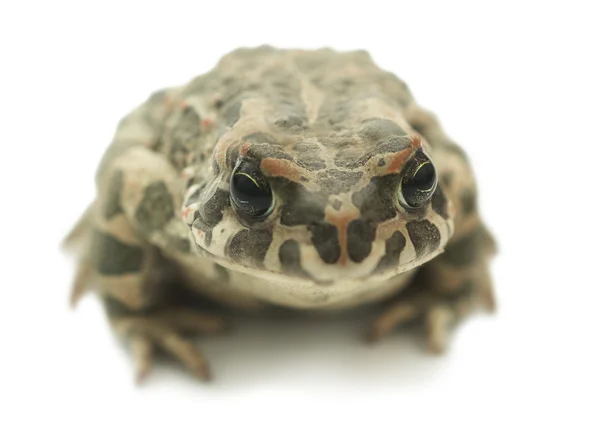 Stock image Big toad (Bufonidae) on white background