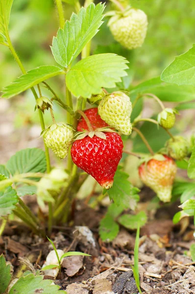 stock image First ripe strawberry