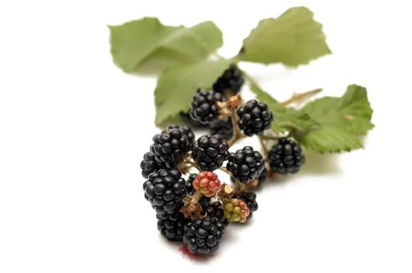 Branch of blackberry bush with red and ripe black berries — Stock Photo, Image