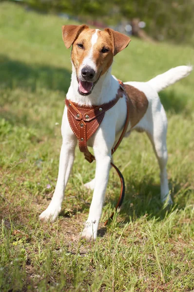 Grappige smooth fox terrier op groen gras — Stockfoto