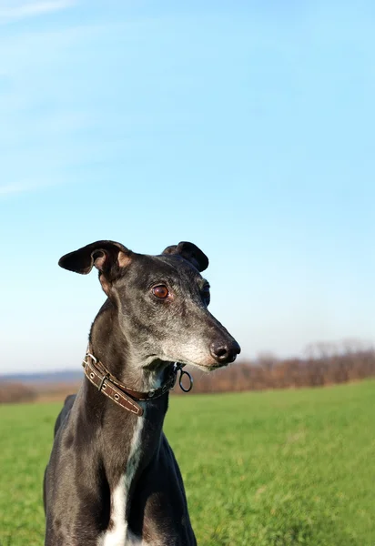 Siyah greyhound beklemek için avcılık — Stok fotoğraf