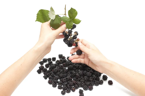 Stock image Woman hand cropping blackberry from bunch