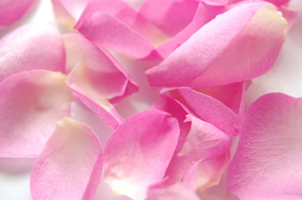 Kronblad rosa rosor — Stockfoto